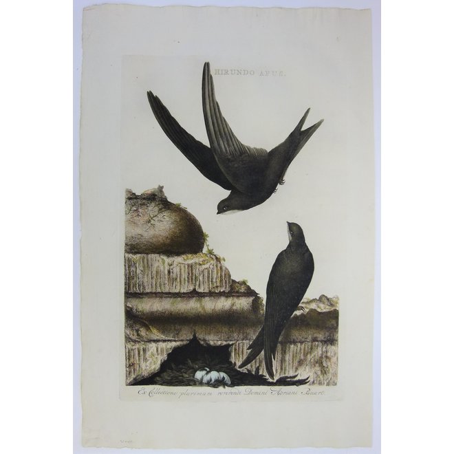 Collectie Gouldmaps - Gierzwaluw; C. Nozeman / J.C. Sepp - Hirundo Apus. - 1770-1829