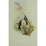 Collectie Gouldmaps - Blue-mantled Thorn-bill - Ramphomicron Vulcanis. - kolibri ; John Gould - 1849-1861