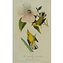 Collectie Gouldmaps - Blue-winged Yellow Swamp-Warbler; J. J. Audubon - 1840-1844