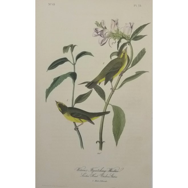 Collectie Gouldmaps - Blue-winged Yellow Swamp-Warbler; J. J. Audubon - 1840-1844