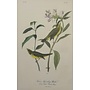 Collectie Gouldmaps - Blue-winged Yellow Swamp-Warbler; J. J. Audubon - 1840-1844