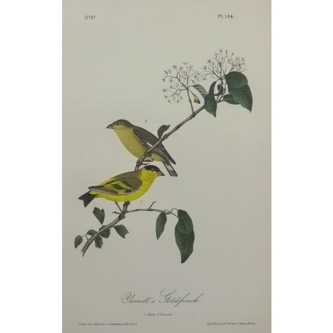 Collectie Gouldmaps - Yarrel’s goldfinch; J. J. Audubon - 1840-1844