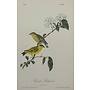 Collectie Gouldmaps - Yarrel’s goldfinch; J. J. Audubon - 1840-1844