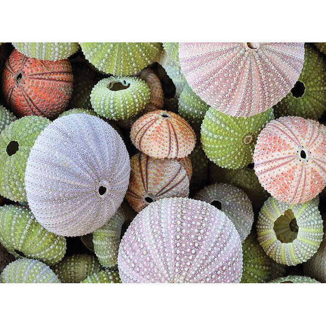 Wanddecoratie Sea Urchin 36x54