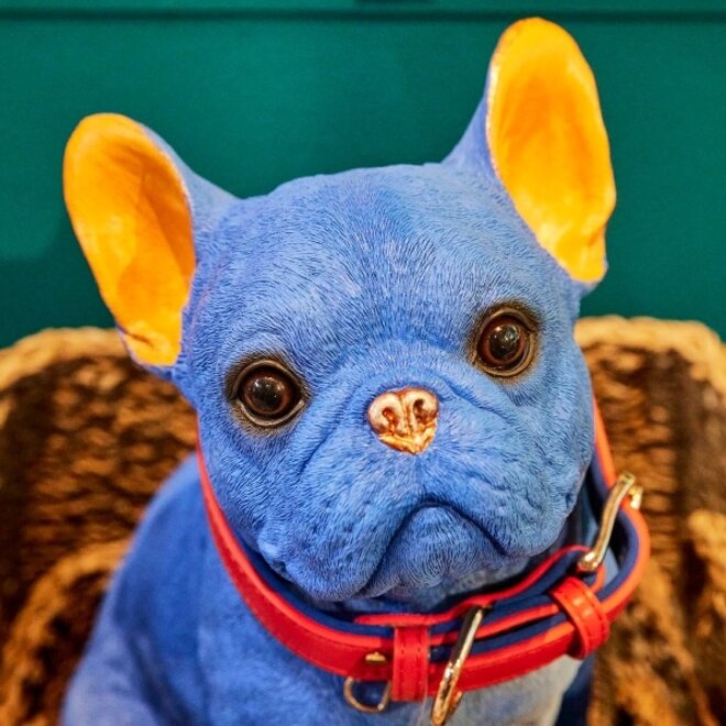 Blauwe Hond Molly met rode riem H35cm
