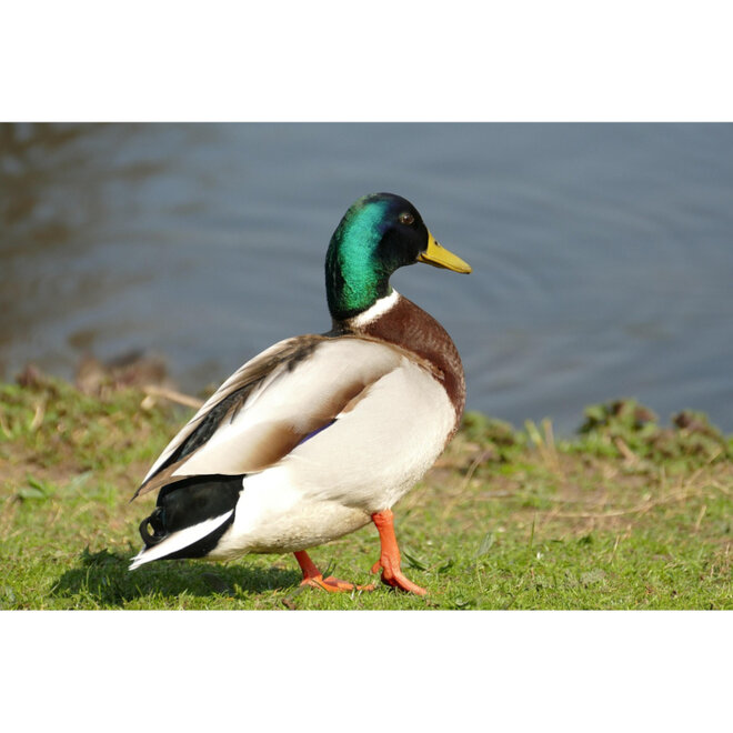 Vaas Wilde Eend H28cm