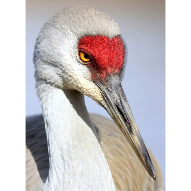 Fashion Opberg Rits Tasje / Etui Crane Bird