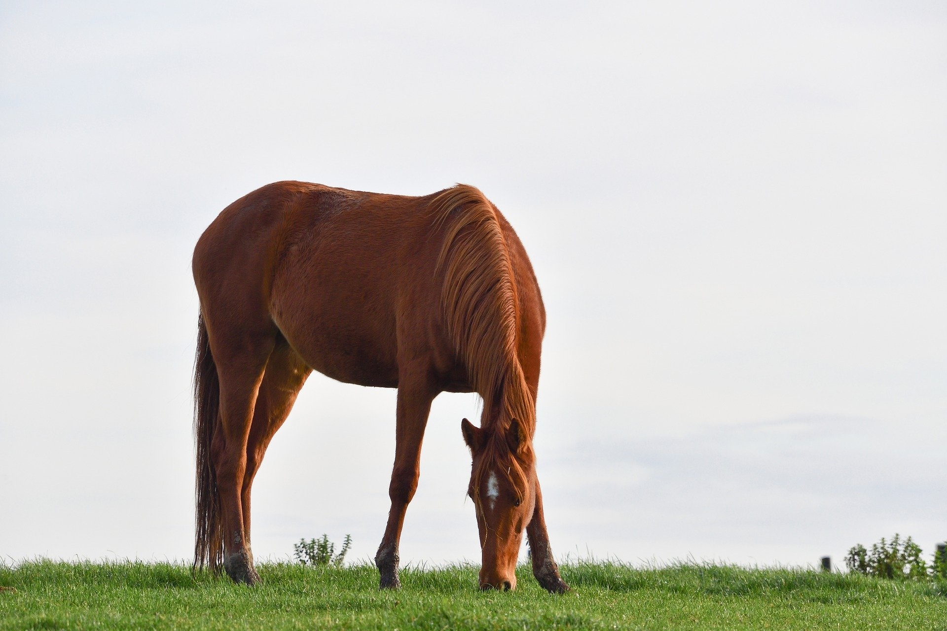 Paardenscheermachine onderhouden? Dat werkt zo! 