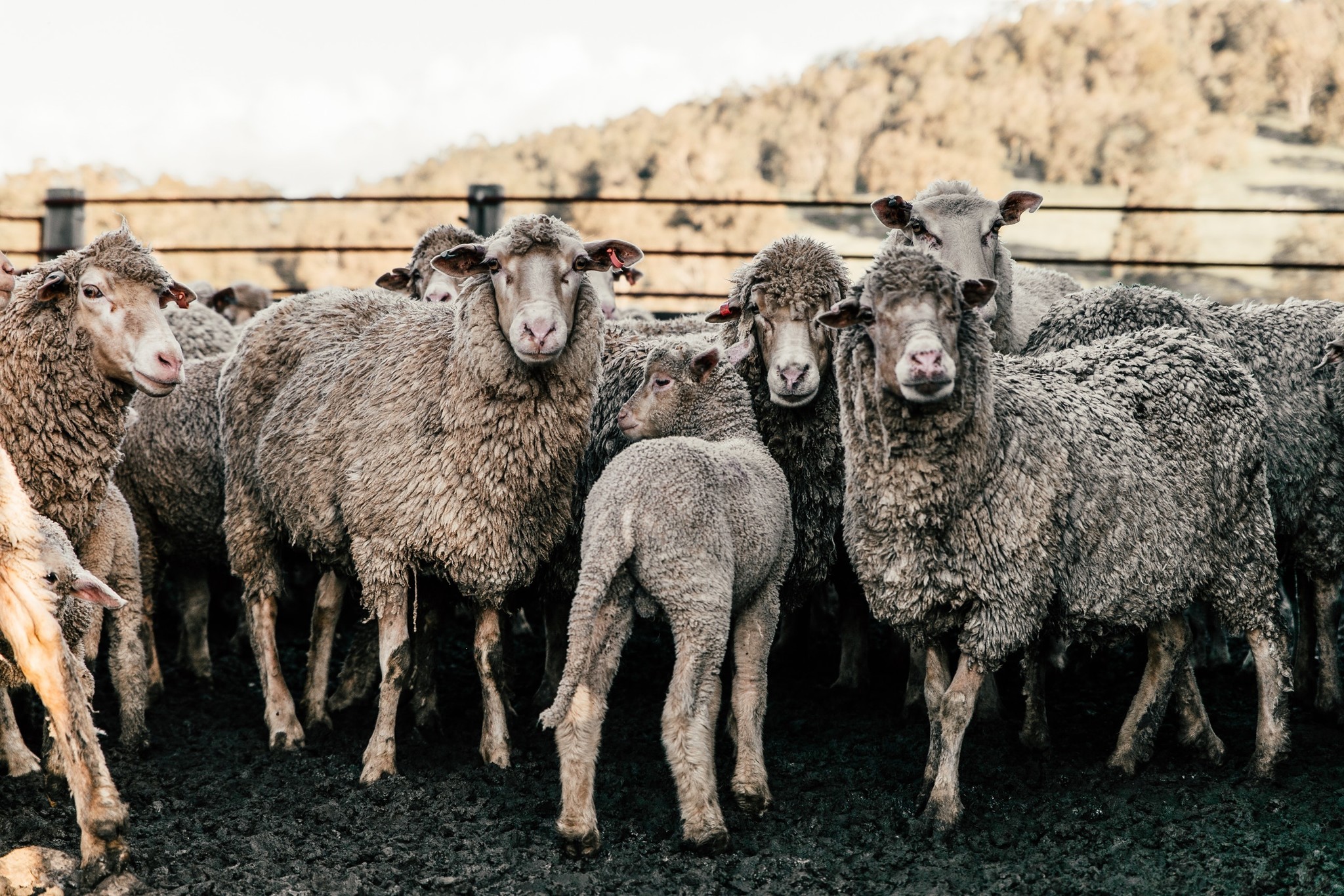 Wat maakt schapen hoeden anders dan schapen drijven?
