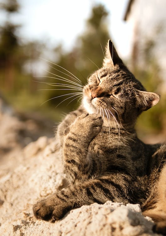 Tips om dieren de warme zomerdagen door te helpen