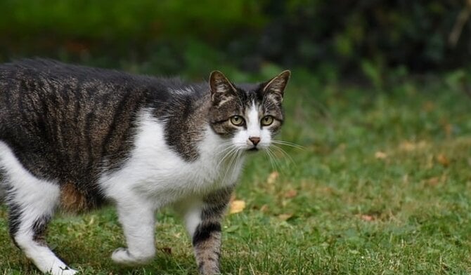 Houd je kat verzorgd: voordelen katten tondeuse