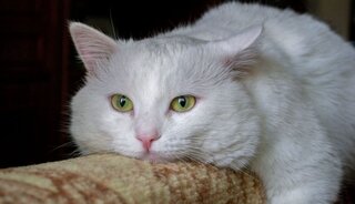 Hoe scheer je een kat?