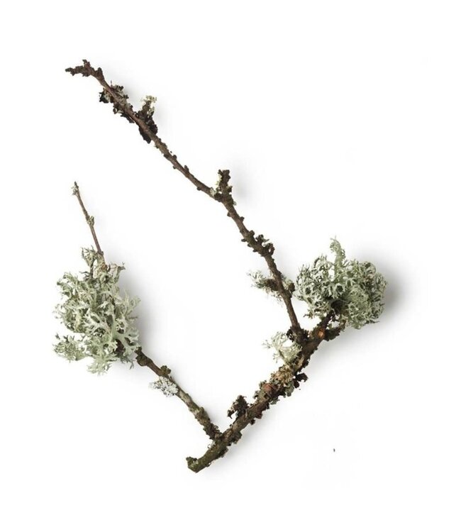 Taylor of Old Bond Street luxury aftershave - Royal Forest - 50ml