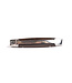 Laguiole en Aubrac 7cm ebbenhout - glanzend