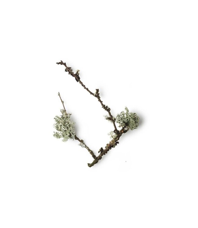 Taylor of Old Bond Street hair & body shampoo - Royal Forest - 250 ml