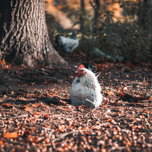 Hardnekkige bloedluis? Waarom bestrijden in de herfst cruciaal is