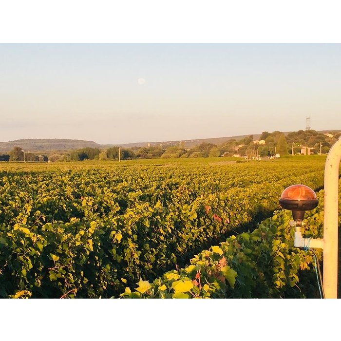 - Les 3 Grains Rosé 2019