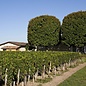 - Château Haut Segottes 2015 - Saint Emilion Grand Cru