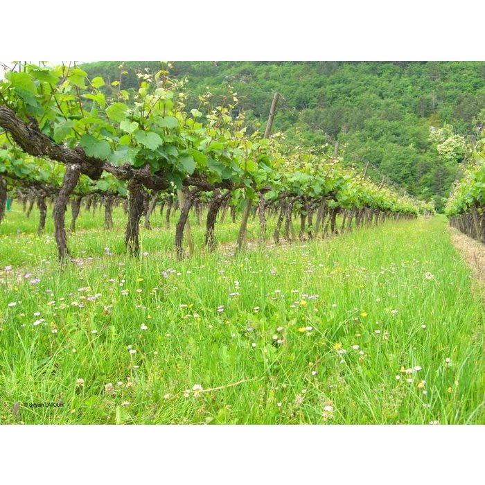- Crémant de Bourgogne Brut Rosé
