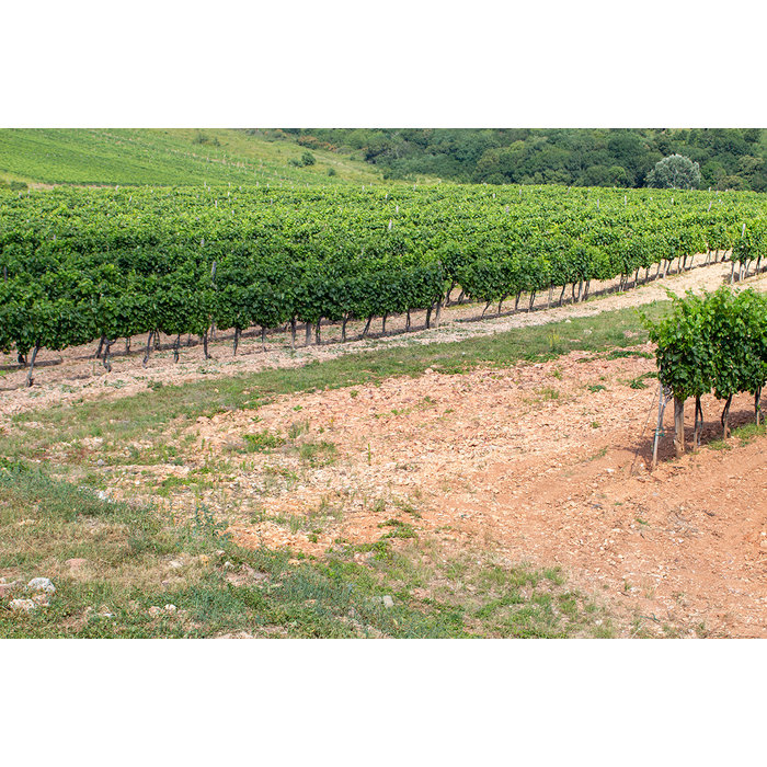 - Tokaji Furmint Középhegy 2016