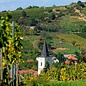 - Furmint  Harslevelu 2018
