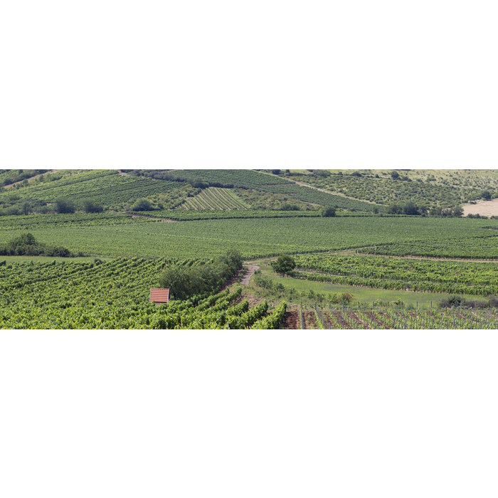 - Furmint Betsek 2016