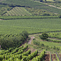 - Furmint Betsek 2016