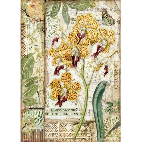 Stamperia Rice Paper A4 Amazonia Orchid (6 pcs) (DFSA4532) (DISCONTINUED)