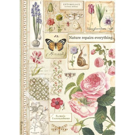 Stamperia Rice Paper A4 Botany (6 pcs) (DFSA4623) (OUTLET)