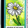 IndigoBlu Camomile A5 Rubber Stamps (IND0810) (OUTLET) IndigoBlu Camomile A5 Rubber Stamps (IND0810) (OUTLET)