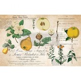 Re-Design with Prima Primrose 19x30 Inch Tissue Paper (650704) (DISCONTINUED)