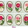 Decorer Rose Mini Paper Pack (DECOR-M109) (OUTLET) Decorer Rose Mini Paper Pack (DECOR-M109) (OUTLET)
