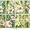 Decorer Lily Mini Paper Pack (DECOR-M102) (OUTLET) Decorer Lily Mini Paper Pack (DECOR-M102) (OUTLET)