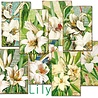 Decorer Lily Mini Paper Pack (DECOR-M102) (OUTLET) Decorer Lily Mini Paper Pack (DECOR-M102) (OUTLET)
