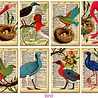 Decorer Bird Mini Paper Pack (DECOR-M99) (OUTLET) Decorer Bird Mini Paper Pack (DECOR-M99) (OUTLET)