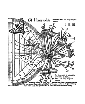 Crafty Individuals Honeysuckle (3) Unmounted Rubber Stamps (CI-620) (OUTLET)