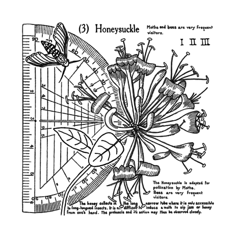 Crafty Individuals Honeysuckle (3) Unmounted Rubber Stamps (CI-620) (OUTLET)