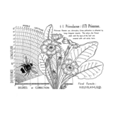 Crafty Individuals Primrose (17) Unmounted Rubber Stamps (CI-621) (OUTLET)