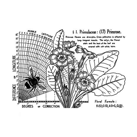 Crafty Individuals Primrose (17) Unmounted Rubber Stamps (CI-621) (OUTLET)