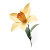 Sizzix Bigz L Die by Olivia Rose Daffodil (665107) (OUTLET)