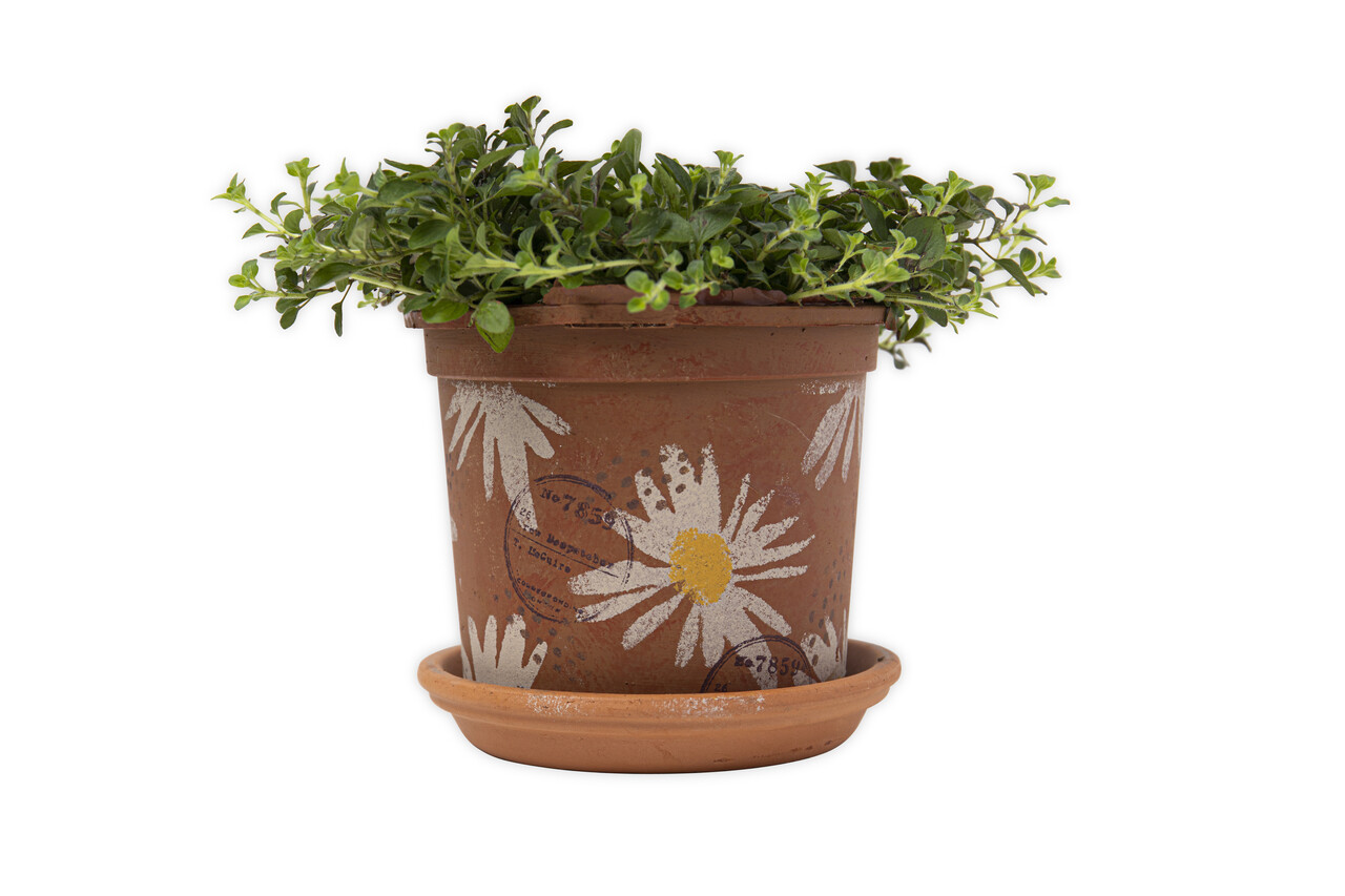 Sizzix Thinlits Die by Tim Holtz Modern Floristry (11pcs) (665853) (DISCONTINUED) Sizzix Thinlits Die by Tim Holtz Modern Floristry (11pcs) (665853) (DISCONTINUED)