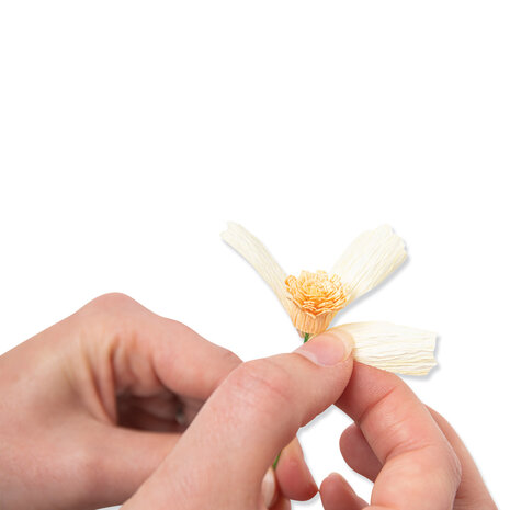 Sizzix Thinlits Die by Jess Slack Daisy Flower Mix (8pcs) (666113) (DISCONTINUED) Sizzix Thinlits Die by Jess Slack Daisy Flower Mix (8pcs) (666113) (DISCONTINUED)