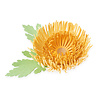 Sizzix Thinlits Die by Kath Breen Chrysanthemum (5pcs) (665333) (DISCONTINUED) Sizzix Thinlits Die by Kath Breen Chrysanthemum (5pcs) (665333) (DISCONTINUED)