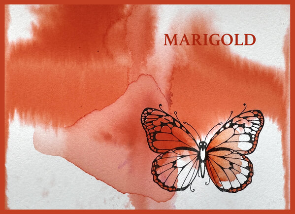 Pink Ink Designs Ink It Marigold 20ml (PIWINKMAR) (OUTLET) Pink Ink Designs Ink It Marigold 20ml (PIWINKMAR) (OUTLET)