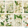 Decorer White Flower Mini Paper Pack (DECOR-M120) (OUTLET) Decorer White Flower Mini Paper Pack (DECOR-M120) (OUTLET)