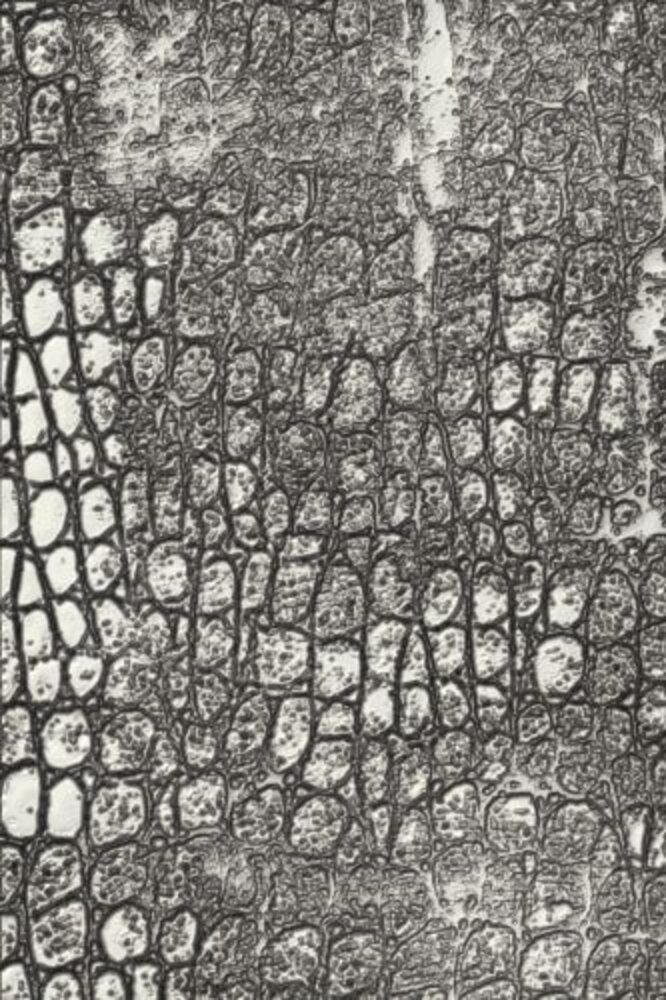 Sizzix 3D Texture Fades by Tim Holtz Reptile (666296) Sizzix 3D Texture Fades by Tim Holtz Reptile (666296)