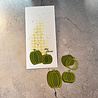 Simple and Basic Pumpkins Cutting Dies (SBD341) (DISCONTINUED)
