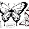 Crafter's Companion Bold Butterflies Stamp & Die Red Admiral Butterfly (SD-BB-STD-RED) (DISCONTINUED) Crafter's Companion Bold Butterflies Stamp & Die Red Admiral Butterfly (SD-BB-STD-RED) (DISCONTINUED)