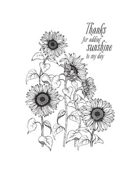 Spellbinders Sunflower Field Press Plate (BP-094) (OUTLET) Spellbinders Sunflower Field Press Plate (BP-094) (OUTLET)