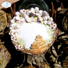 Elizabeth Craft Designs Pine Cones Dies (2089) (DISCONTINUED) Elizabeth Craft Designs Pine Cones Dies (2089) (DISCONTINUED)